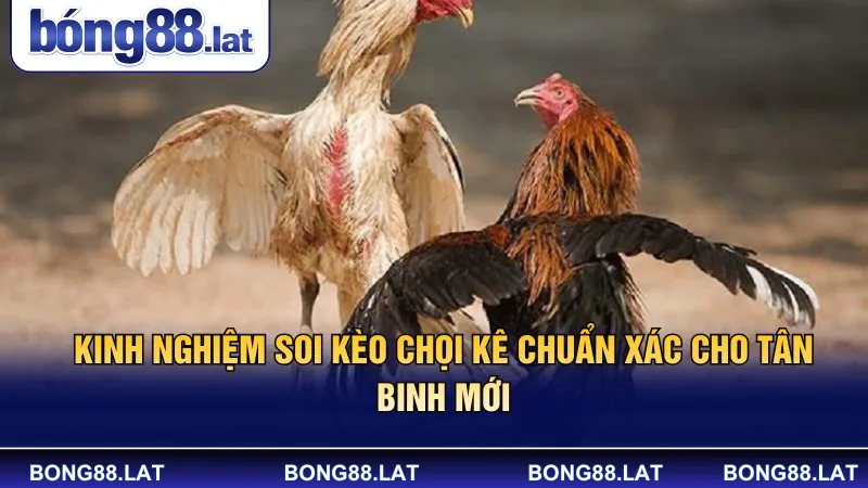 Kinh nghiệm soi kèo chọi kê chuẩn xác cho tân binh mới