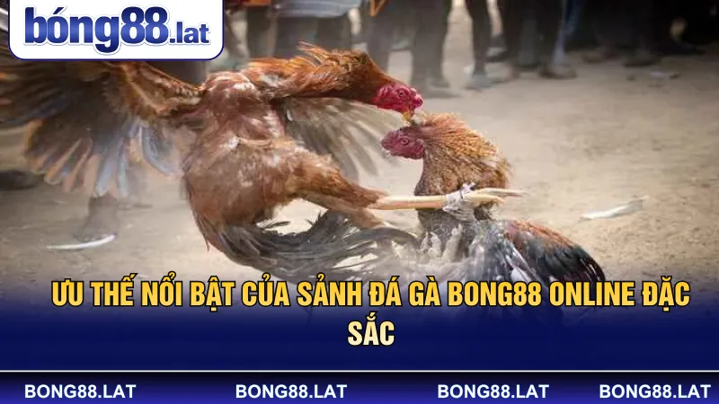Ưu thế nổi bật của sảnh đá gà Bong88 online đặc sắc